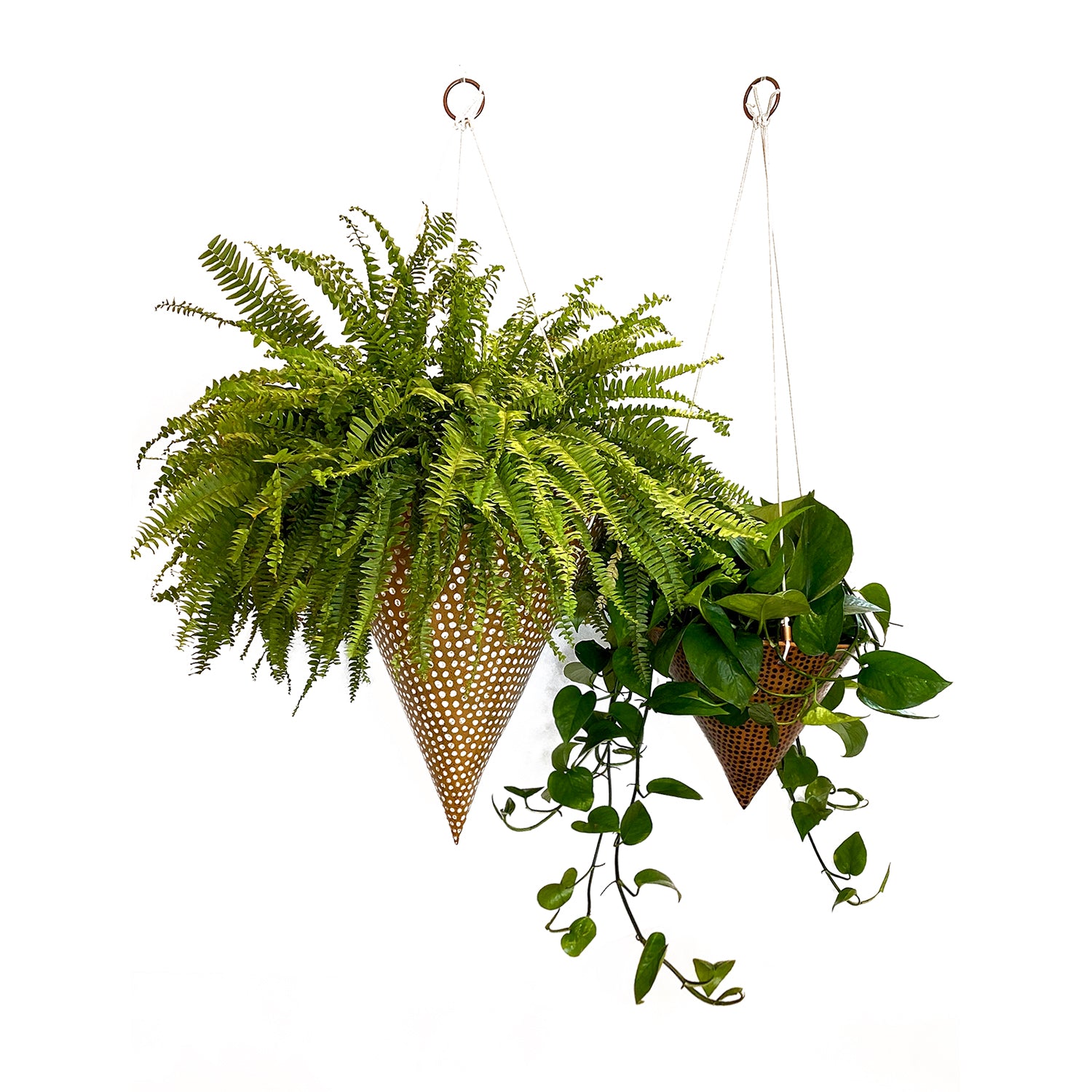Polka Dot Hanging Planter – Judi Rosen